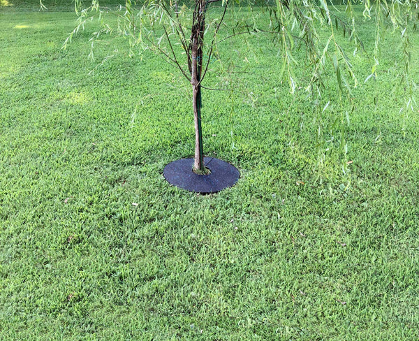 TREE RING